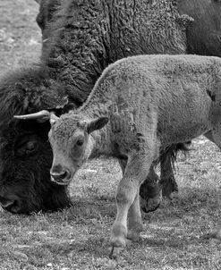 Enter the Badlands B&W-5333