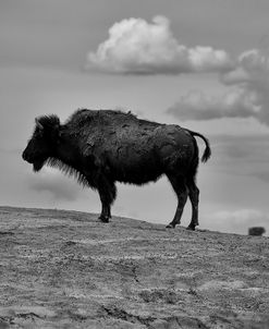 Enter the Badlands B&W-5225