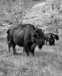 Enter the Badlands B&W-5235