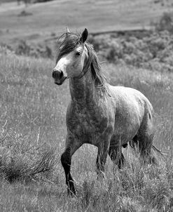 Enter the Badlands B&W-5260