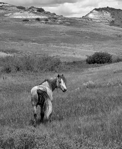 Enter the Badlands B&W-5271