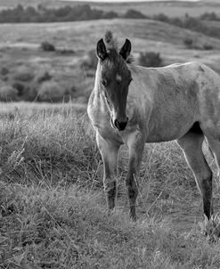 Enter the Badlands B&W-5660