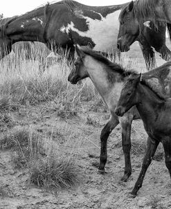 Enter the Badlands B&W-5678