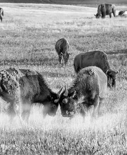 Enter the Badlands B&W-65476