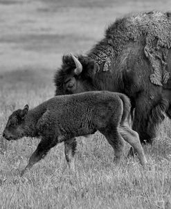 Enter the Badlands B&W-5364