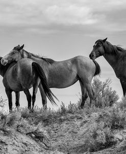 Enter the Badlands B&W-5521