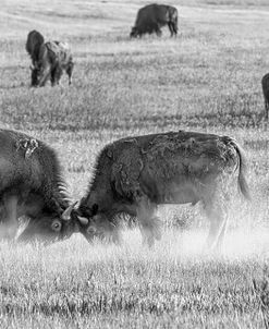 Enter the Badlands B&W-75470