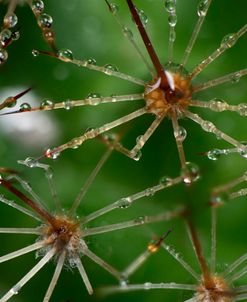 Cactus Flowers 01