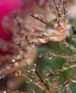 Cactus Flowers 06