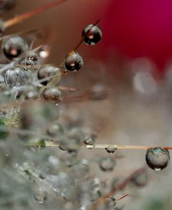 Cactus Flowers 17