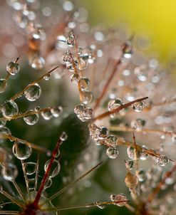 Cactus Flowers 09