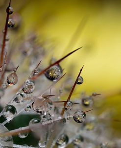 Cactus Flowers 11