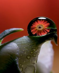 Dew Drops Macro 11