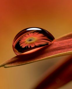 Dew Drops Macro 05