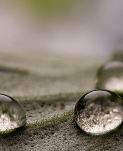 Dew Drops Macro 08