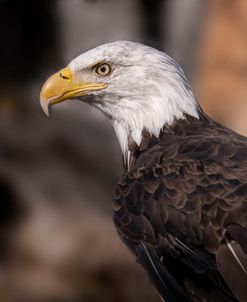 Bald Eagle 01