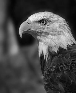 Bald Eagle 02