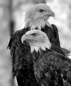 Bald Eagle 03