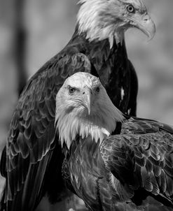 Bald Eagle 04