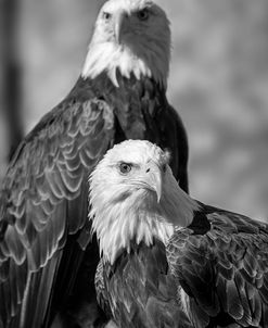 Bald Eagle 06