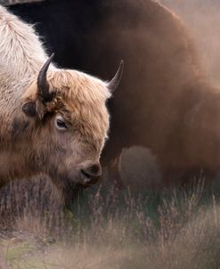 White Buffalo