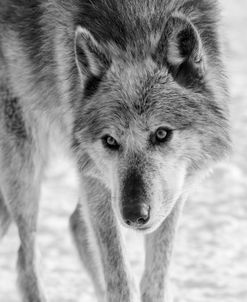 Wolf B&W 3917