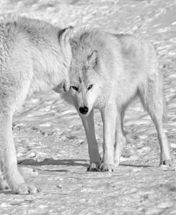 Wolf B&W 4337