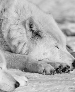 Wolf B&W 4354