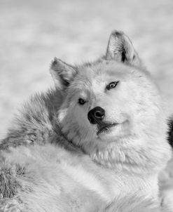 Wolf B&W 4430