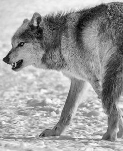 Wolf B&W 3884