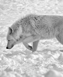 Wolf B&W 4885