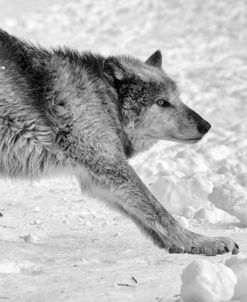 Wolf B&W 4896