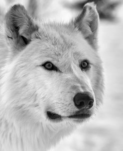 Wolf B&W 5014