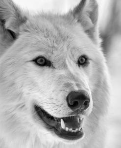 Wolf B&W 5019