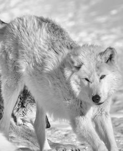 Wolf B&W 4509