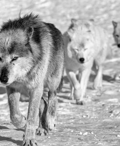 Wolf B&W 4593