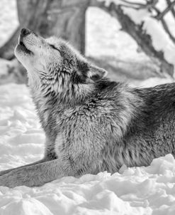 Wolf B&W 4853