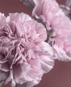 Pink Carnation-01