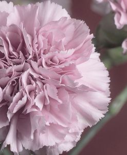 Pink Carnation-02