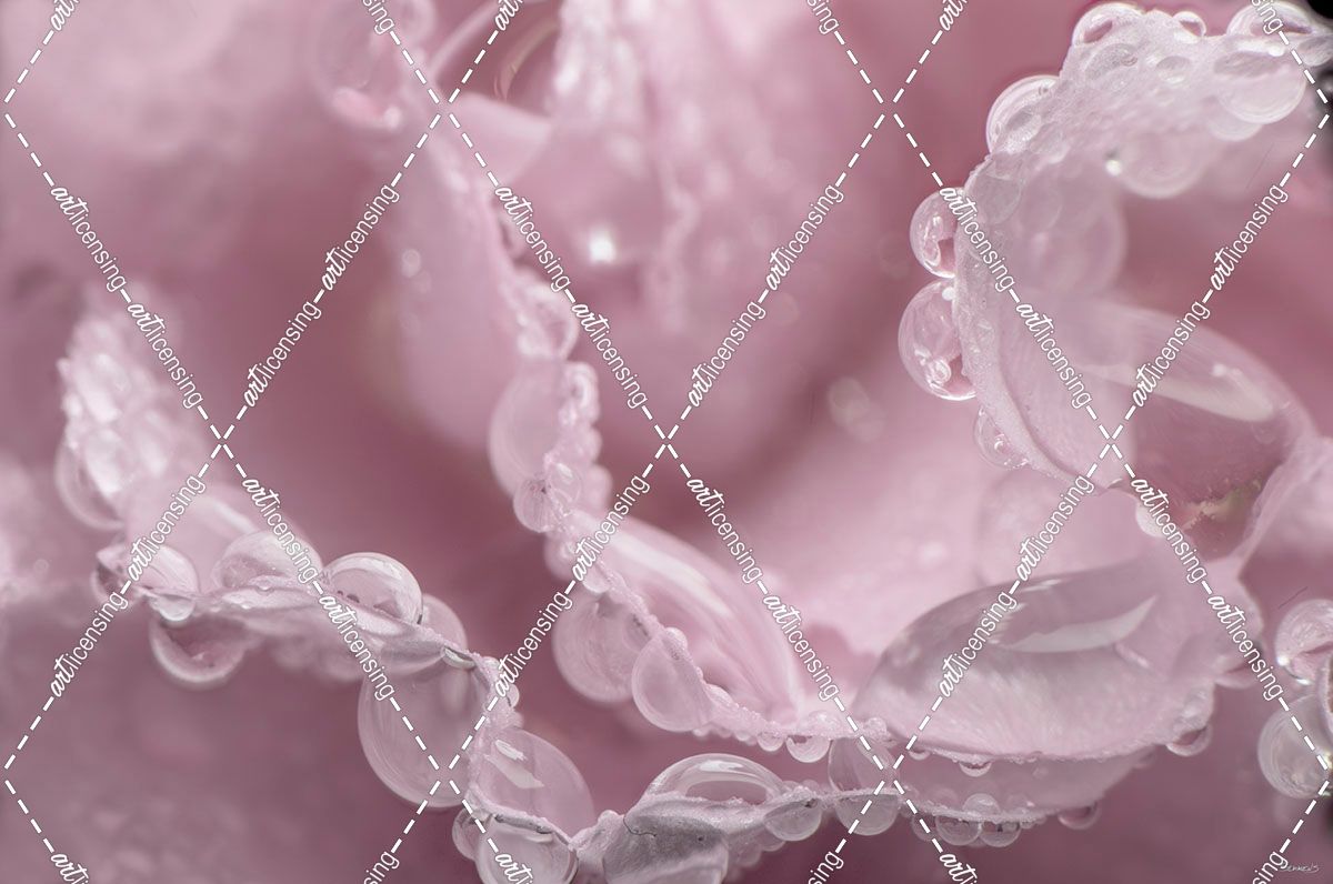 Pink Carnation-09