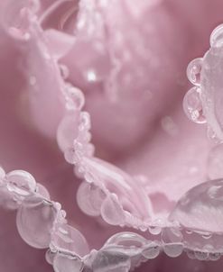 Pink Carnation-09