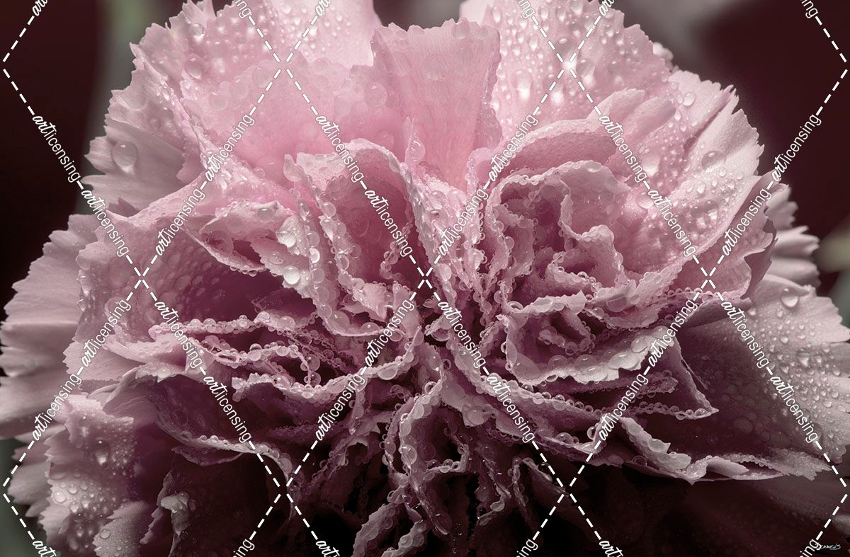 Pink Carnation-06