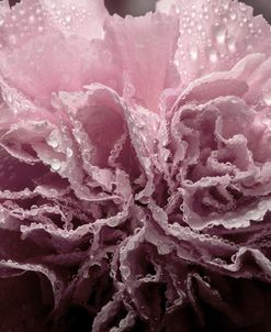 Pink Carnation-06