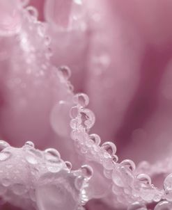 Pink Carnation-08