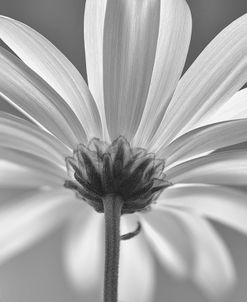 White Daisy B&W-03