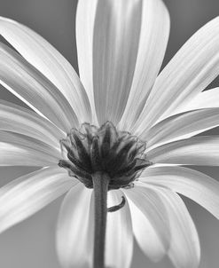 White Daisy B&W-04