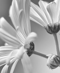 White Daisy B&W-05