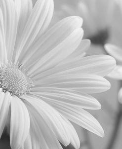 White Daisy B&W-07