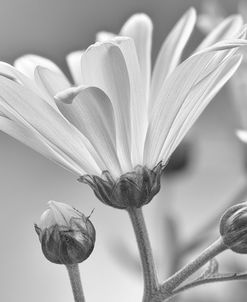 White Daisy B&W-08