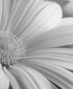 White Daisy B&W-01